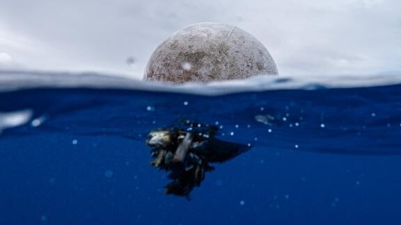 Ocean currents that carry trash to the Great Pacific Garbage Patch also fill it with floating sea life
